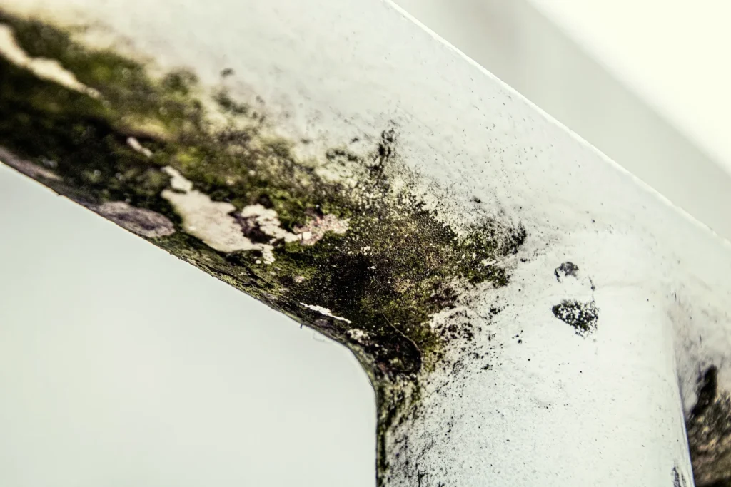 Black mould found during a damp and mould survey