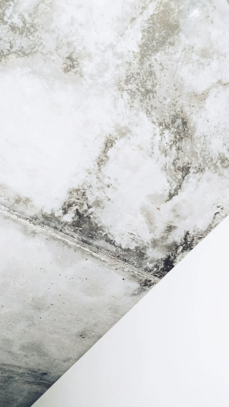 Mould growth on a white wall